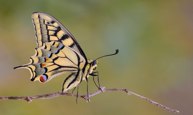 Обои макро, насекомое, бабочка, крылья, веточка, махаон, macro, insect, butterfly, wings, sprig, swallowtail разрешение 2048x1365 Загрузить