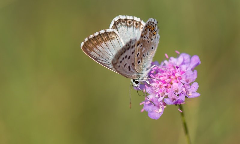 Обои макро, насекомое, цветок, бабочка, крылья, macro, insect, flower, butterfly, wings разрешение 2048x1365 Загрузить