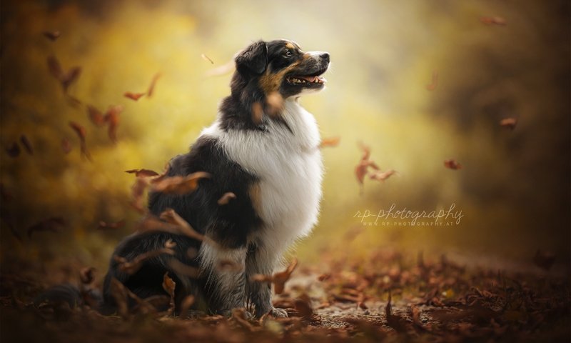 Обои осень, собака, друг, австралийская овчарка, dackelpup, juno, autumn, dog, each, australian shepherd разрешение 2048x1300 Загрузить