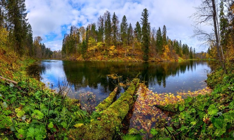 Обои озеро, берег, лес, листья, осень, лопухи, лашков фёдор, lake, shore, forest, leaves, autumn, mugs, fedor lashkov разрешение 1920x1177 Загрузить