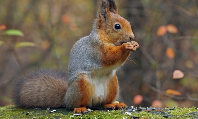 Обои парк, осень, белка, белочка, park, autumn, protein, squirrel разрешение 2100x1492 Загрузить