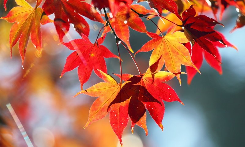 Обои природа, листья, осень, клен, nature, leaves, autumn, maple разрешение 2560x1600 Загрузить