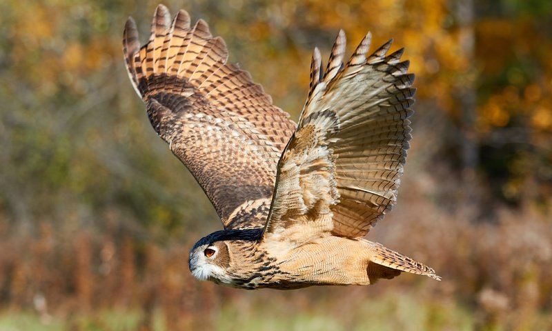 Обои сова, боке, природа, филин, лес, полет, крылья, размытость, птица, охота, owl, bokeh, nature, forest, flight, wings, blur, bird, hunting разрешение 4239x3179 Загрузить