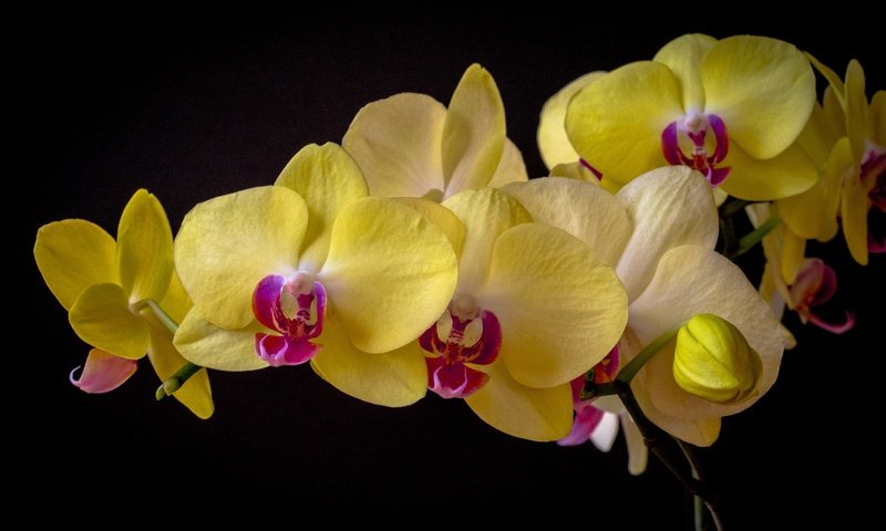 Обои цветы, темный фон, орхидея, фаленопсис, flowers, the dark background, orchid, phalaenopsis разрешение 3000x1950 Загрузить