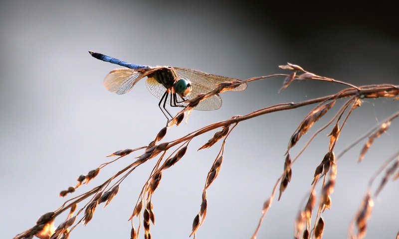 Обои трава, насекомое, крылья, стрекоза, колоски, grass, insect, wings, dragonfly, spikelets разрешение 1920x1328 Загрузить