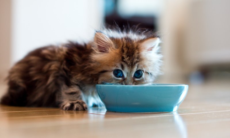 Обои котенок, пушистый, молоко, миска, ben torode, дейзи, kitty, fluffy, milk, bowl, daisy разрешение 2048x1366 Загрузить