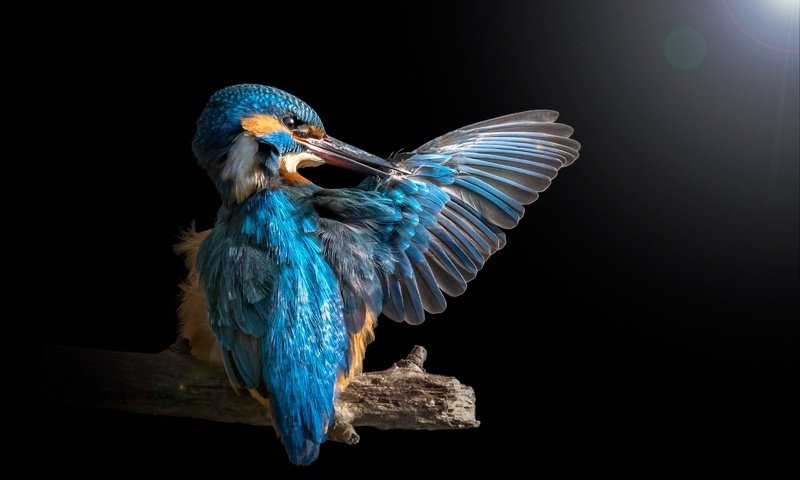 Обои крыло, зимородок, wing, kingfisher разрешение 1920x1200 Загрузить