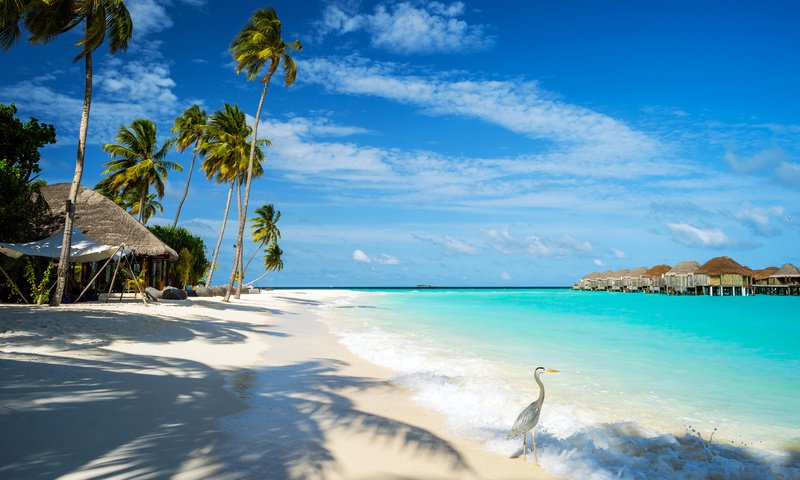 Обои море, пляж, курорт, бунгало, птичка, тропики, мальдивы, sea, beach, resort, bungalow, bird, tropics, the maldives разрешение 7241x4704 Загрузить