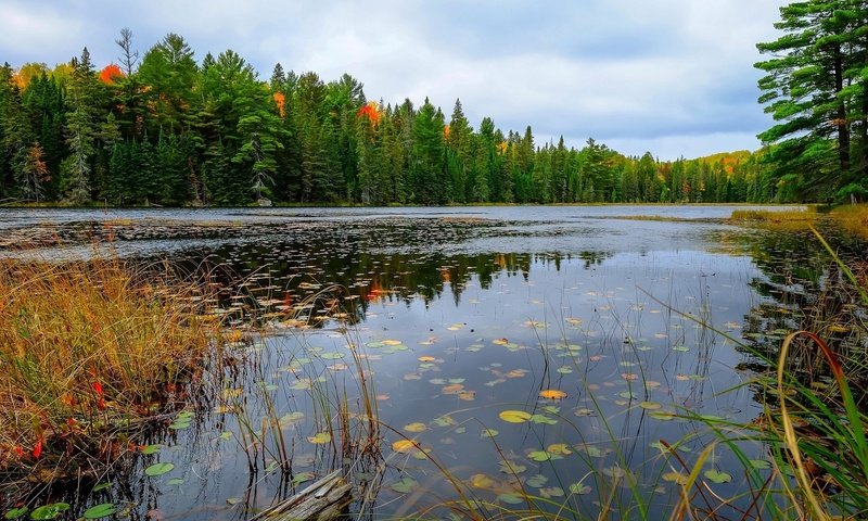 Обои озеро, лес, осень, lake, forest, autumn разрешение 1920x1200 Загрузить