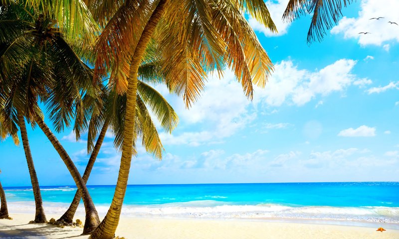 Обои море, пляж, тропики, 3, sea, beach, tropics разрешение 4760x3304 Загрузить