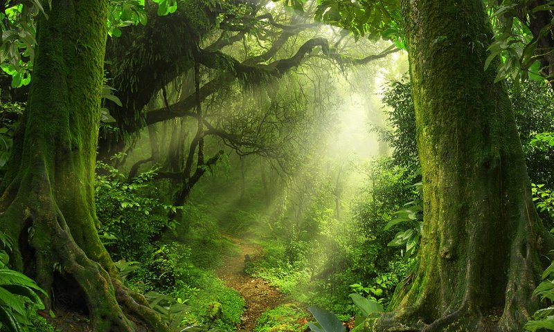 Обои деревья, природа, растения, лес, лучи, джунгли, trees, nature, plants, forest, rays, jungle разрешение 1920x1200 Загрузить