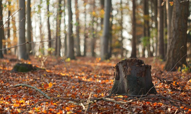 Обои природа, лес, листья, ветки, стволы, осень, пень, осенние листья, nature, forest, leaves, branches, trunks, autumn, stump, autumn leaves разрешение 1920x1200 Загрузить