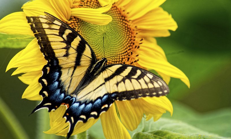 Обои макро, насекомое, цветок, лепестки, бабочка, крылья, подсолнух, macro, insect, flower, petals, butterfly, wings, sunflower разрешение 1920x1200 Загрузить