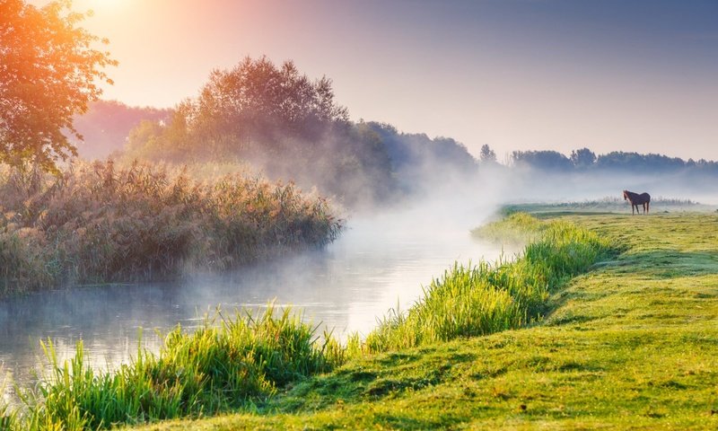 Обои лошадь, деревья, река, природа, утро, туман, рассвет, конь, horse, trees, river, nature, morning, fog, dawn разрешение 1920x1200 Загрузить