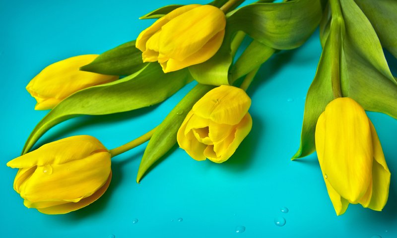 Обои цветы, тюльпаны, flowers, tulips разрешение 3840x2400 Загрузить