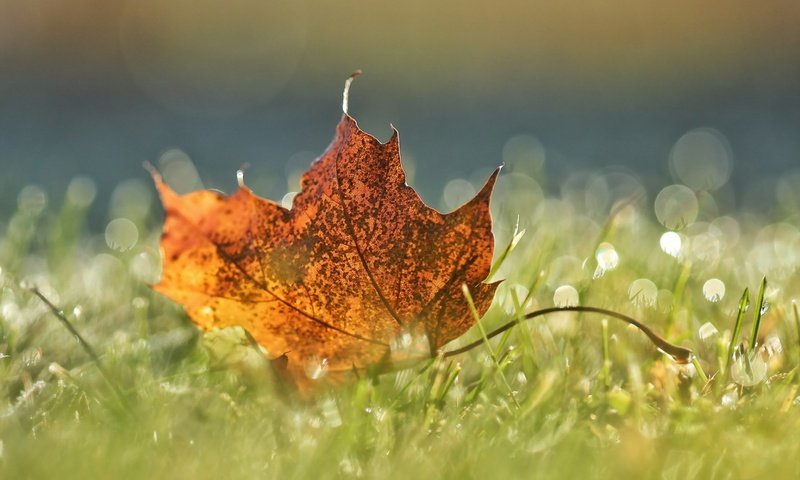 Обои трава, макро, осень, лист, grass, macro, autumn, sheet разрешение 1920x1200 Загрузить