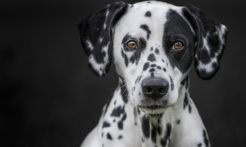 Обои глаза, мордочка, взгляд, собака, черный фон, далматин, eyes, muzzle, look, dog, black background, dalmatian разрешение 2048x1365 Загрузить