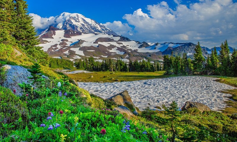 Обои цветы, деревья, горы, снег, сша, штат вашингтон, flowers, trees, mountains, snow, usa, washington разрешение 2048x1470 Загрузить