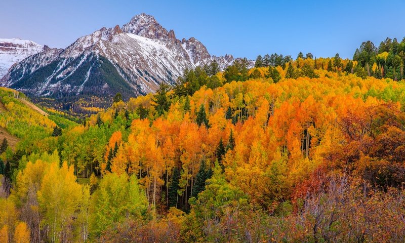 Обои деревья, горы, лес, осень, сша, колорадо, аспен, trees, mountains, forest, autumn, usa, colorado, aspen разрешение 2048x1365 Загрузить