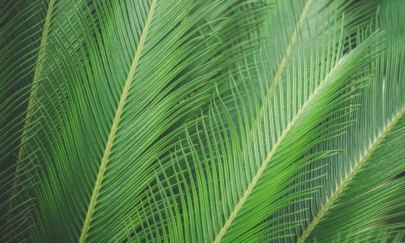 Обои природа, листья, лист, пальма, nature, leaves, sheet, palma разрешение 5000x3333 Загрузить