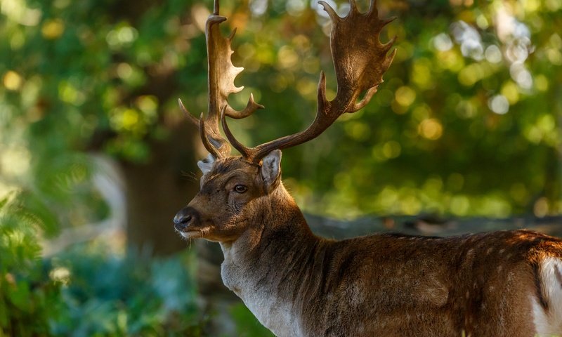 Обои природа, олень, блики, рога, nature, deer, glare, horns разрешение 2048x1365 Загрузить
