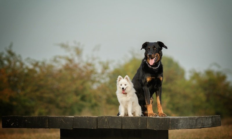 Обои взгляд, стол, язык, собаки, мордочки, шпиц, look, table, language, dogs, faces, spitz разрешение 3600x2369 Загрузить