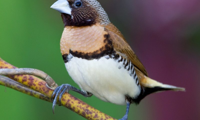 Обои ветка, птица, клюв, амадина, каштановогрудая амадина, branch, bird, beak, amadina, castroverde amadina разрешение 2048x1504 Загрузить