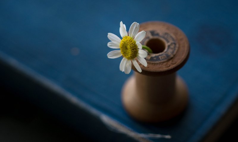 Обои цветок, лепестки, стол, ромашка, катушка, julie jablonski, flower, petals, table, daisy, coil разрешение 2048x1376 Загрузить