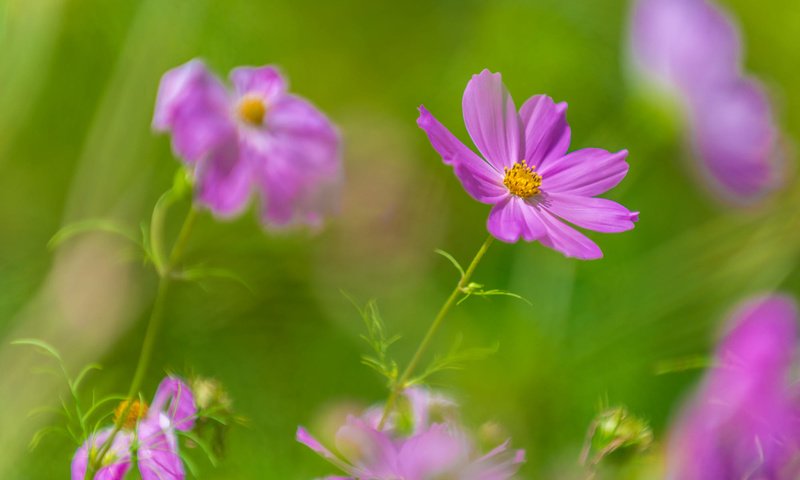 Обои цветы, фон, лепестки, размытость, космея, kannappan sivakumar, flowers, background, petals, blur, kosmeya разрешение 2000x1291 Загрузить