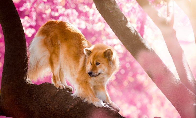 Обои природа, дерево, собака, евразиер, nature, tree, dog, the eurasier разрешение 1920x1200 Загрузить