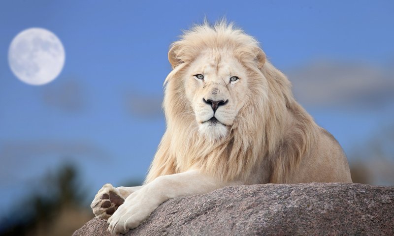 Обои луна, хищник, большая кошка, лев, белый лев, the moon, predator, big cat, leo, white lion разрешение 1920x1200 Загрузить