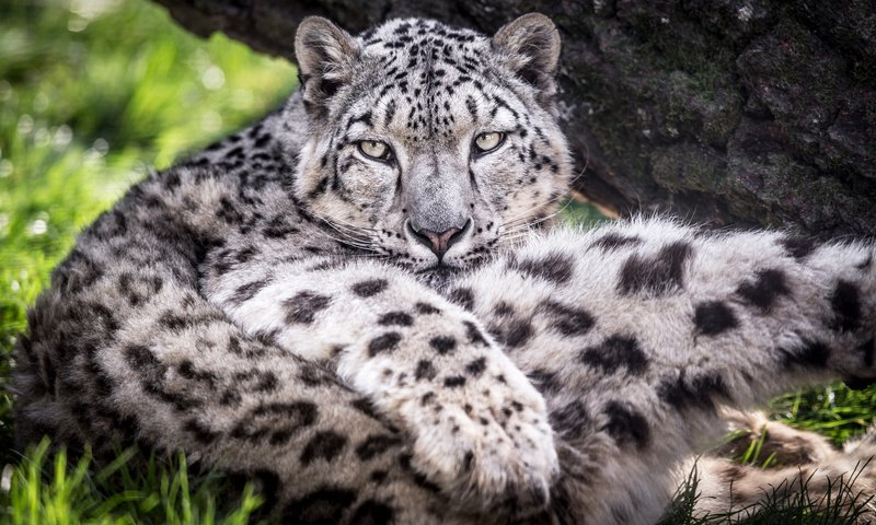 Обои хищник, большая кошка, снежный барс, ирбис, predator, big cat, snow leopard, irbis разрешение 1920x1200 Загрузить