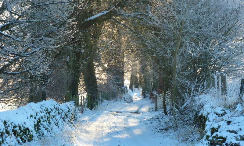 Обои дорога, снег, природа, лес, зима, иней, road, snow, nature, forest, winter, frost разрешение 2880x1800 Загрузить