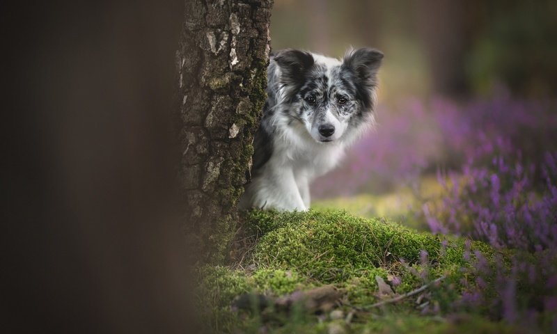 Обои цветы, дерево, взгляд, собака, мох, боке, бордер-колли, flowers, tree, look, dog, moss, bokeh, the border collie разрешение 1920x1200 Загрузить