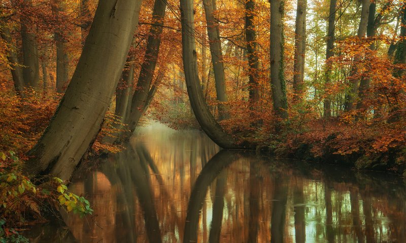 Обои деревья, река, природа, лес, отражение, стволы, осень, trees, river, nature, forest, reflection, trunks, autumn разрешение 1920x1200 Загрузить