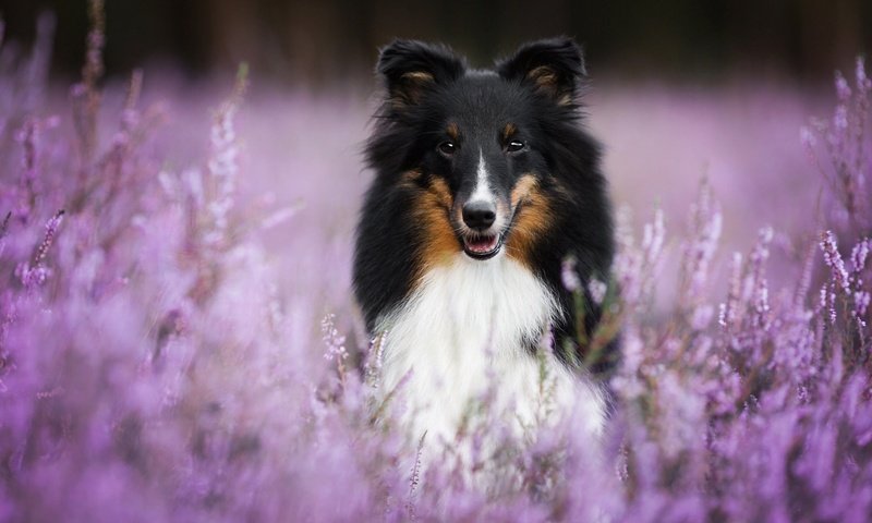 Обои цветы, мордочка, взгляд, собака, шелти, aleksandra kielreuter, flowers, muzzle, look, dog, sheltie разрешение 1920x1200 Загрузить