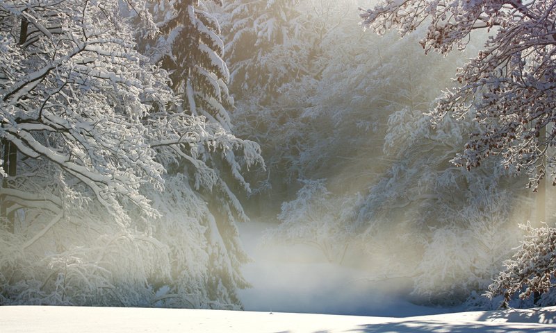 Обои деревья, снег, природа, лес, зима, ветки, иней, trees, snow, nature, forest, winter, branches, frost разрешение 3840x2400 Загрузить
