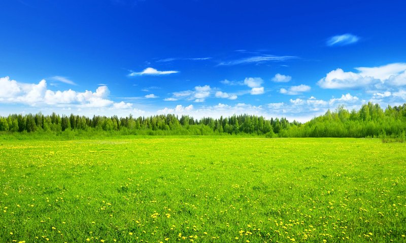 Обои небо, цветы, лес, пейзаж, поле, лето, луг, iakov kalinin, the sky, flowers, forest, landscape, field, summer, meadow разрешение 1920x1200 Загрузить