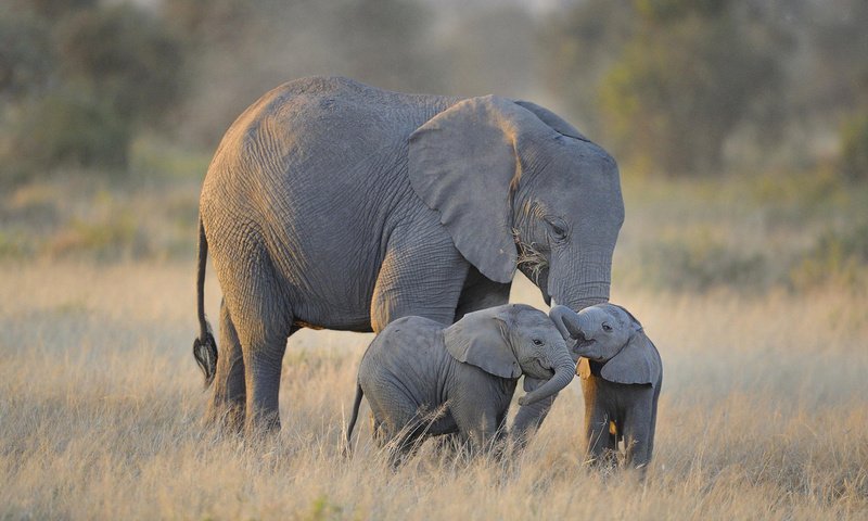 Обои слоны, diana robinson, слонята, elephants разрешение 1920x1200 Загрузить