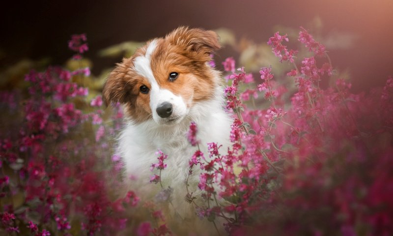 Обои цветы, мордочка, собака, щенок, flowers, muzzle, dog, puppy разрешение 1920x1200 Загрузить