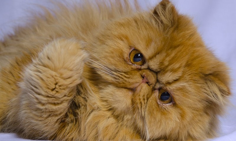 Обои кот, мордочка, усы, кошка, взгляд, персидская кошка, cat, muzzle, mustache, look, persian cat разрешение 2880x1800 Загрузить