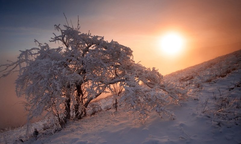 Обои снег, природа, дерево, закат, зима, егор никифоров, snow, nature, tree, sunset, winter, egor nikiforov разрешение 1920x1200 Загрузить