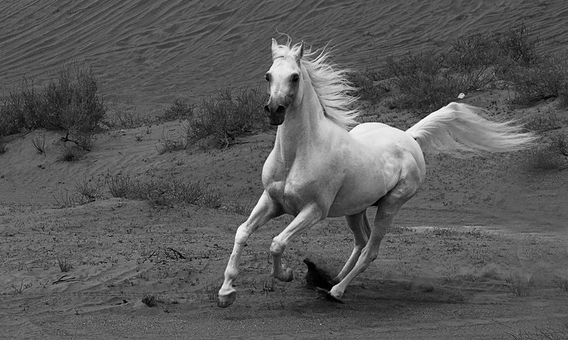 Обои лошадь, чёрно-белое, конь, грива, бег, лошадь.бег, horse, black and white, mane, running, horse.running разрешение 1920x1200 Загрузить