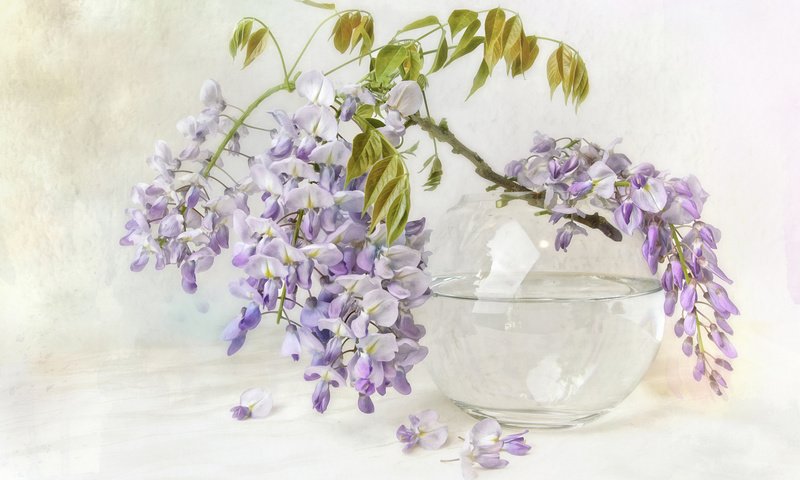 Обои цветы, ветка, ваза, глициния, вистерия, flowers, branch, vase, wisteria разрешение 1920x1200 Загрузить