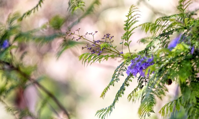 Обои цветы, природа, макро, фон, ветки, размытость, flowers, nature, macro, background, branches, blur разрешение 1920x1200 Загрузить