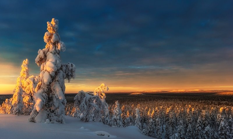 Обои небо, деревья, снег, природа, лес, закат, зима, the sky, trees, snow, nature, forest, sunset, winter разрешение 1920x1200 Загрузить