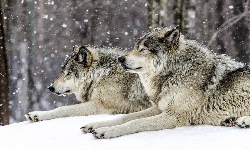 Обои снег, лес, зима, хищники, волки, snow, forest, winter, predators, wolves разрешение 1920x1200 Загрузить