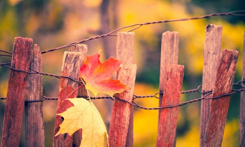 Обои листья, макро, осень, забор, кленовый лист, leaves, macro, autumn, the fence, maple leaf разрешение 1920x1200 Загрузить