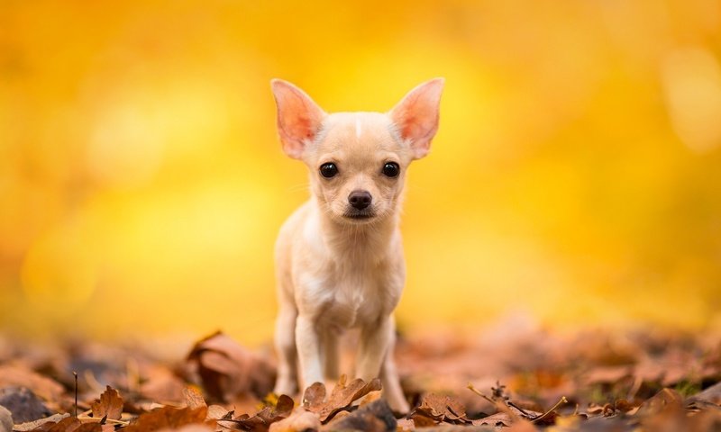 Обои листья, мордочка, взгляд, осень, собака, чихуахуа, leaves, muzzle, look, autumn, dog, chihuahua разрешение 1920x1200 Загрузить