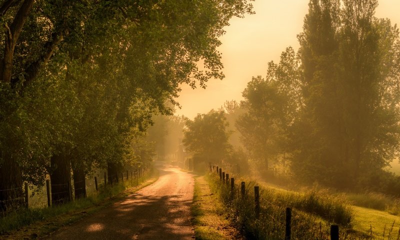 Обои дорога, трава, деревья, утро, туман, забор, road, grass, trees, morning, fog, the fence разрешение 2560x1382 Загрузить